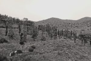 Colera collines
